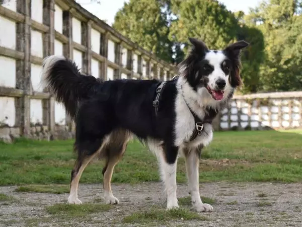 Encuentro de perros