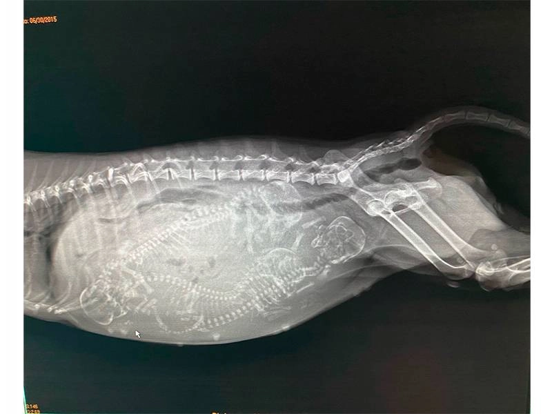 Veterinarios en Boadilla para perros, gatos y animales exóticos