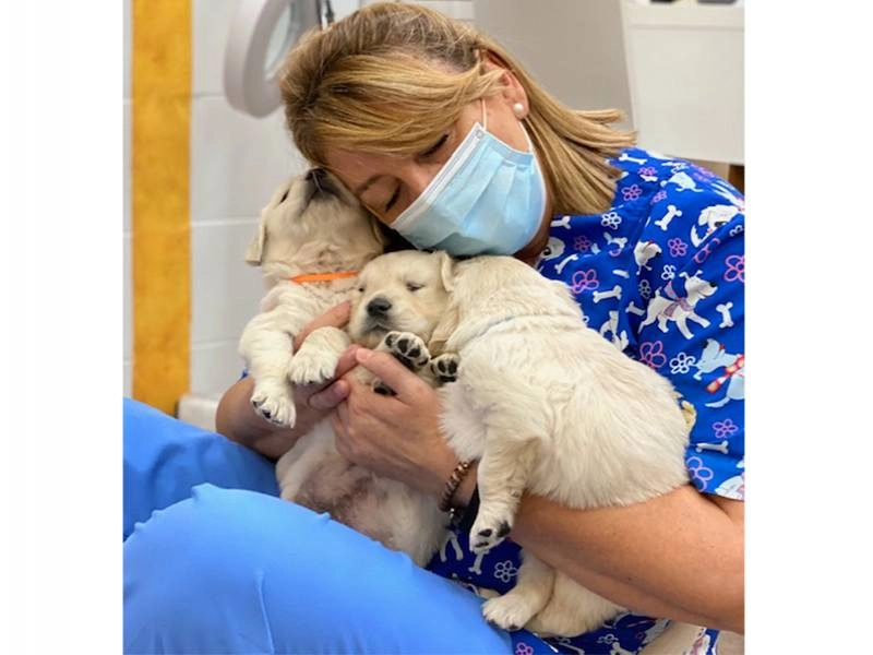 Reproducción asistida perros y gatos