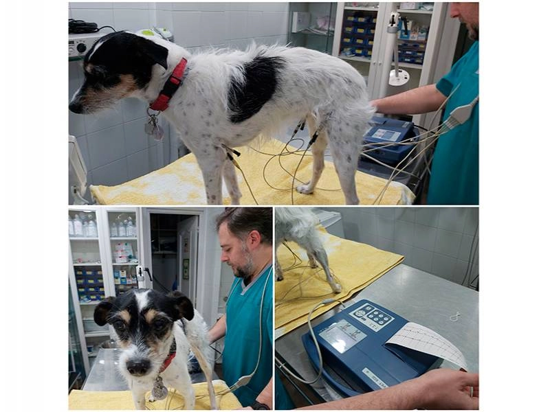 Clínica Veterinaria en Boadilla