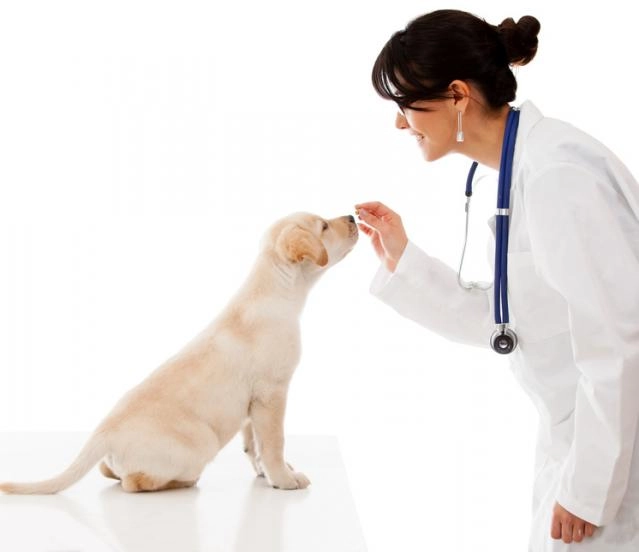-50% Consulta veterinaria