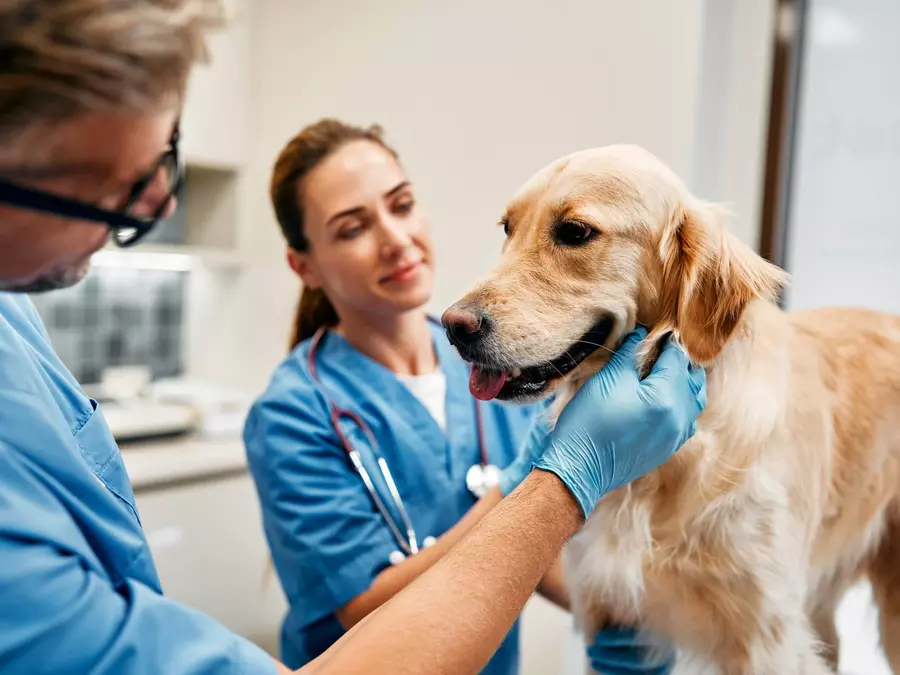 Consulta veterinaria a mitad de precio
