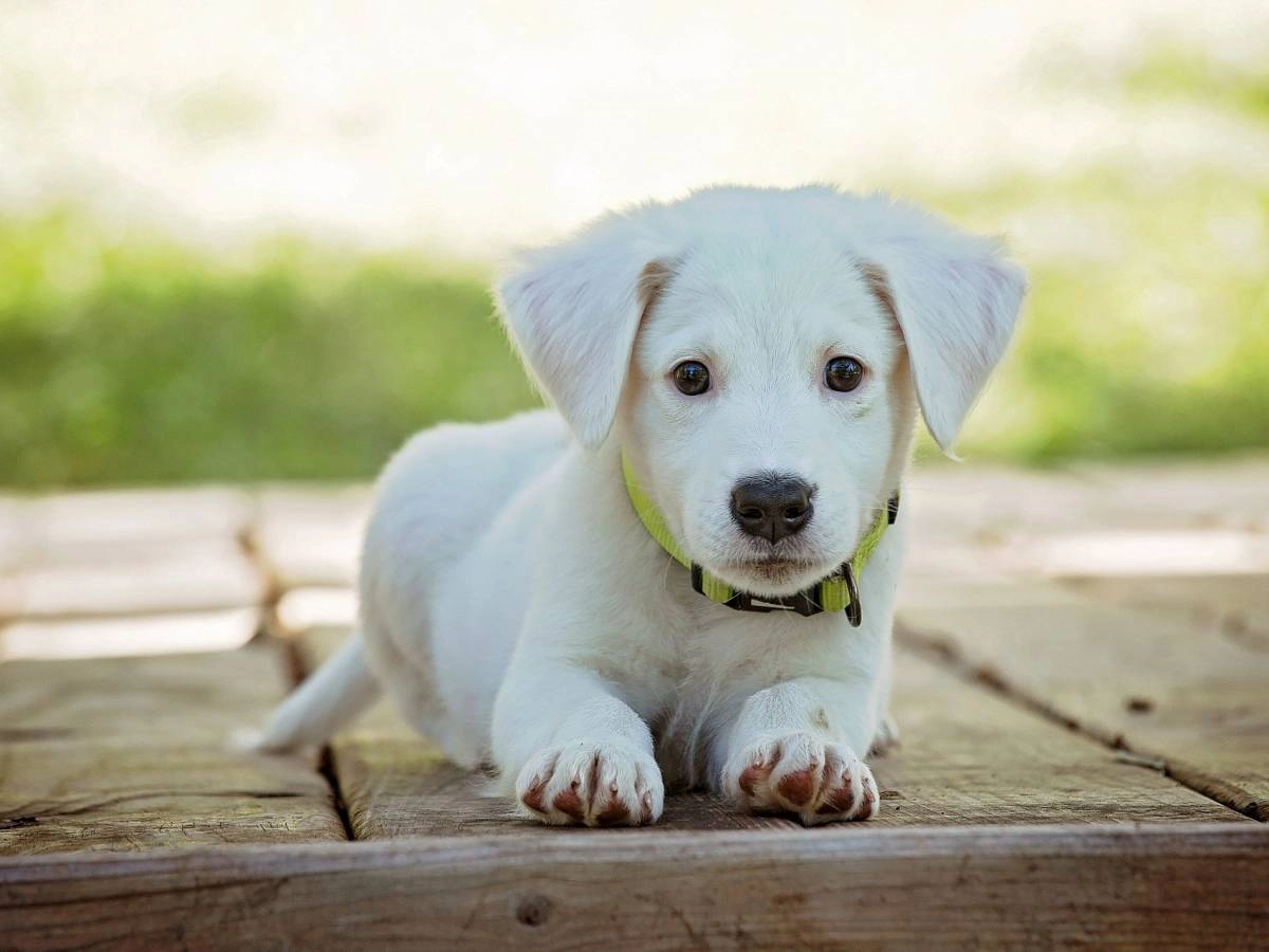PETSCHOOL Educación canina 
