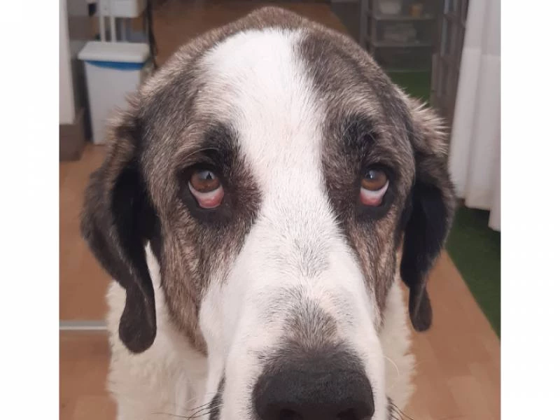 Geriatria canina y felina