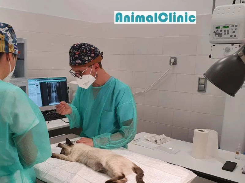 Veterinarios en Majadahonda
