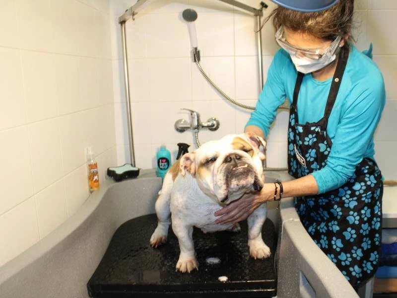 Fisioterapia canina