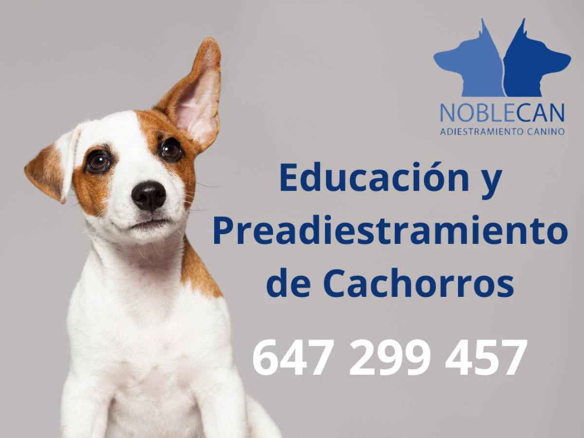 Adiestramiento de cachorros a domicilio