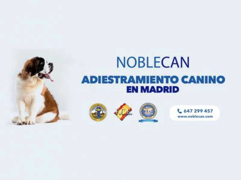 Adiestramiento canino en Boadilla, Las Rozas