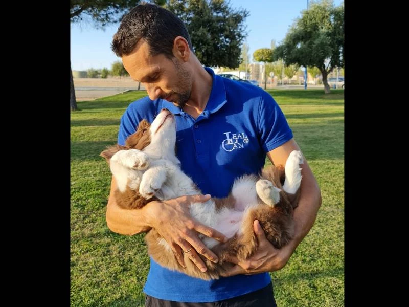 Adiestramiento canino a domicilio