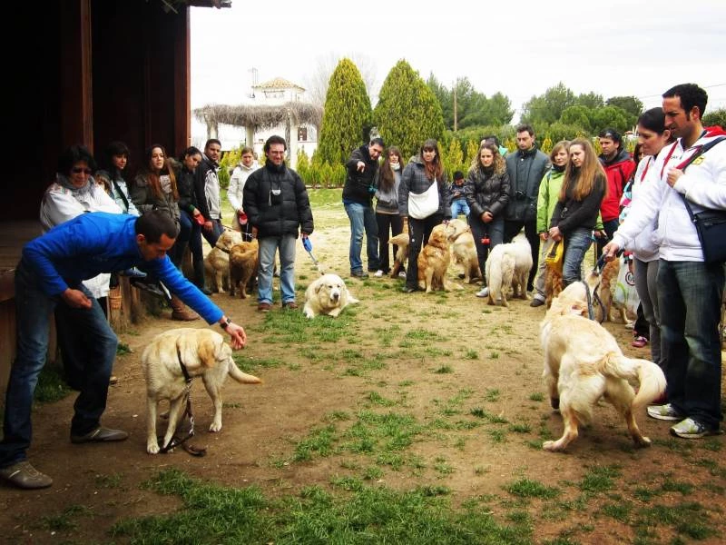 Educación Canina en la Comunidad de Madrid
