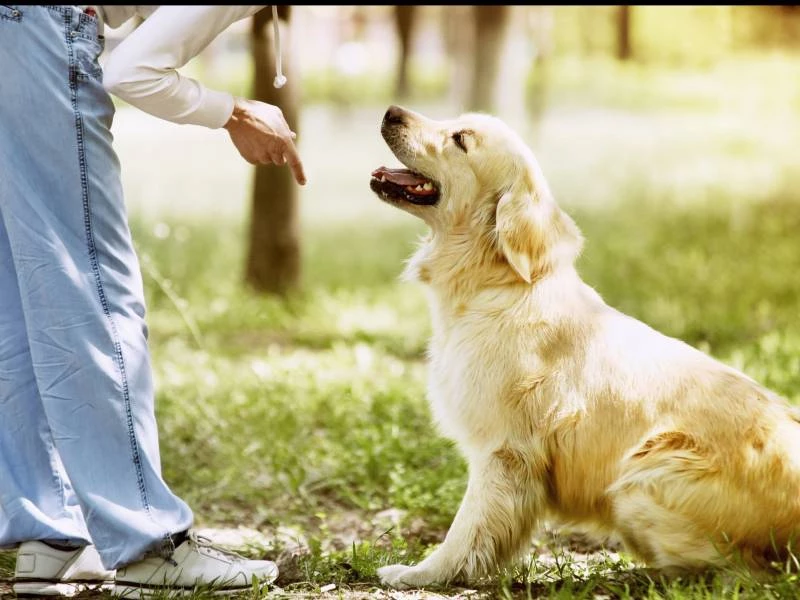 Consultas de comportamiento canino en la Comunidad de Madrid