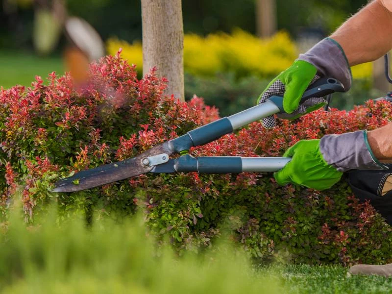 Jardineria