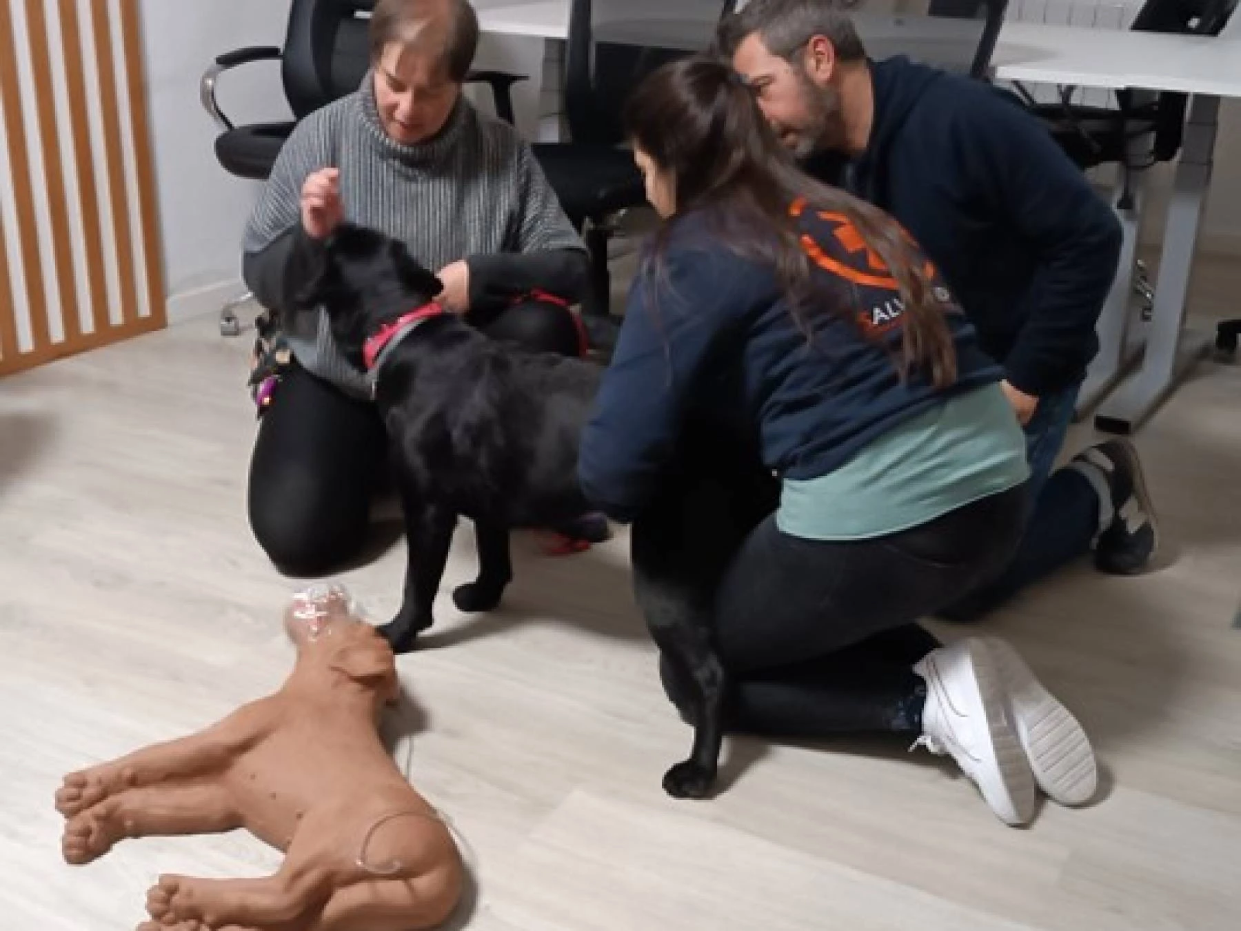 Taller primeros auxilios para mascotas
