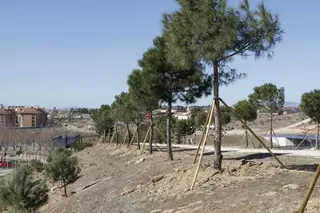 Campaña de reposición del arbolado en Boadilla del Monte