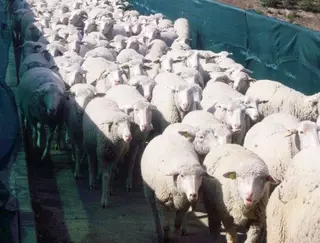 La Asociación Fiesta del Caballo colabora en el traslado de ovejas por el Monte de Boadilla