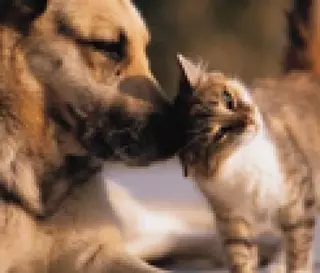 Campaña de identificación y vacunación de perros y gatos