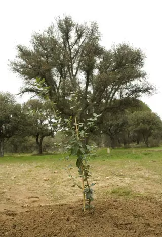 El Alcalde y el consejero de Medio Ambiente plantan en Boadilla la réplica genética de un alcornoque de más de 400 años