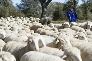 Más de 500 ovejas “cortafuegos” pastan ya en el monte de Boadilla