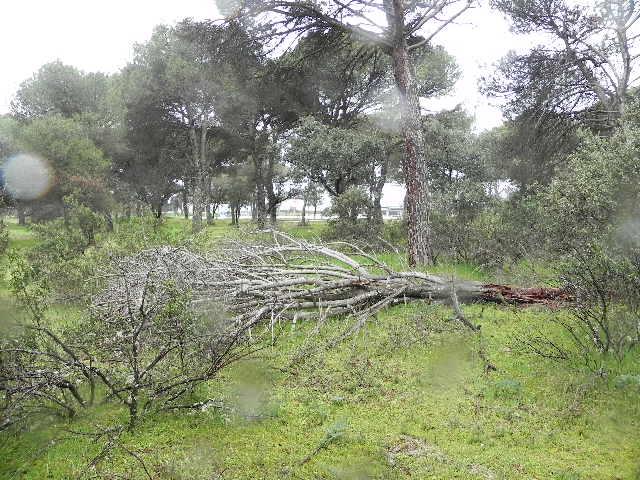 Alternativa por Boadilla pide intervenir en el Monte Norte con carácter urgente
