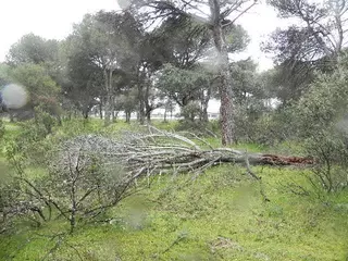 Alternativa por Boadilla pide intervenir en el Monte Norte con carácter urgente