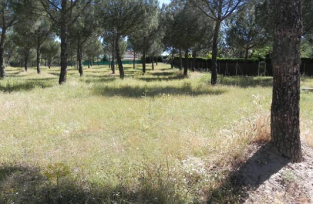 Alternativa por Boadilla pide la creación de un parque de ocio saludable en la urbanización Parque Boadilla