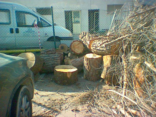Nueva tala de arboles en el parking del Hospital Montepríncipe