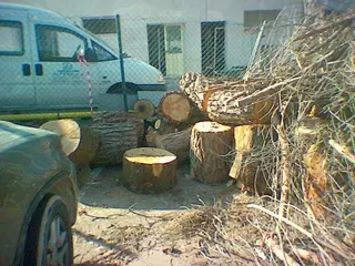 Nueva tala de arboles en el parking del Hospital Montepríncipe
