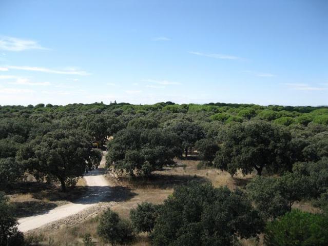 PSOE: "Después de más de dos años el Monte de Boadilla sigue desprotegido"