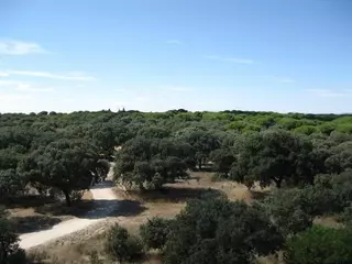 PSOE: "Después de más de dos años el Monte de Boadilla sigue desprotegido"