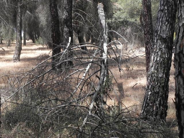 Alternativa por Boadilla solicita, por tercera vez, medidas urgentes en el Monte Norte y Camorrillos