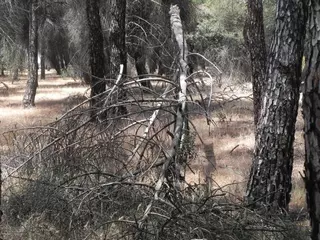 Alternativa por Boadilla solicita, por tercera vez, medidas urgentes en el Monte Norte y Camorrillos