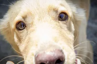 El Ayuntamiento hace un llamamiento a la responsabilidad frente al abandono de animales durante el verano