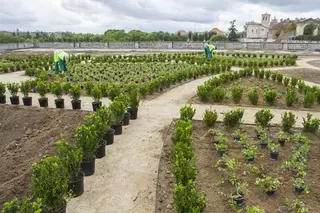 Comienza la plantación de 10.000 bojes en los jardines del Palacio del Infante D. Luis