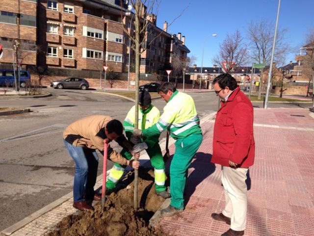 Comienza en Boadilla la campaña de reposición de arbolado viario y arbustiva