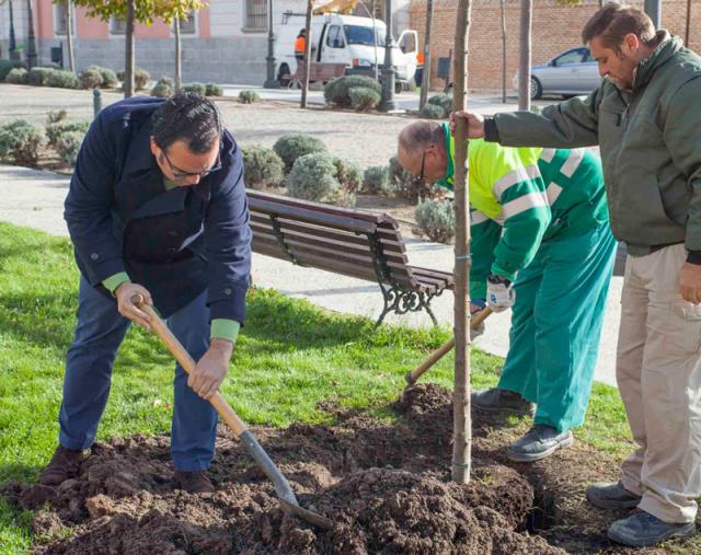 Comienza la campaña de reposición de arbolado viario y arbustiva en Boadilla del Monte