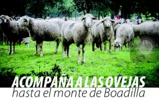 Las “ovejas bombero” vuelven a Boadilla