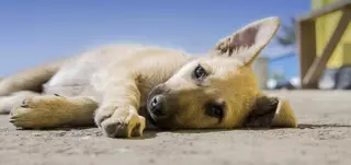 Ciudadanos Boadilla  propone la creación de un centro municipal de acogida y protección de animales