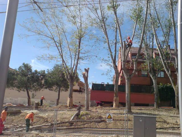 El Grupo Municipal Socialista denuncia la tala de árboles en la carretera de Majadahonda.
