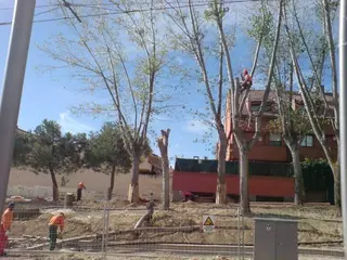 El Grupo Municipal Socialista denuncia la tala de árboles en la carretera de Majadahonda.