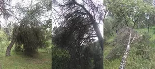 Alternativa por Boadilla pide intervenir en el monte norte por su estado de abandono y evitar su incendio en verano