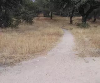 Alternativa por Boadilla propone medidas para evitar el rápido deterioro del monte