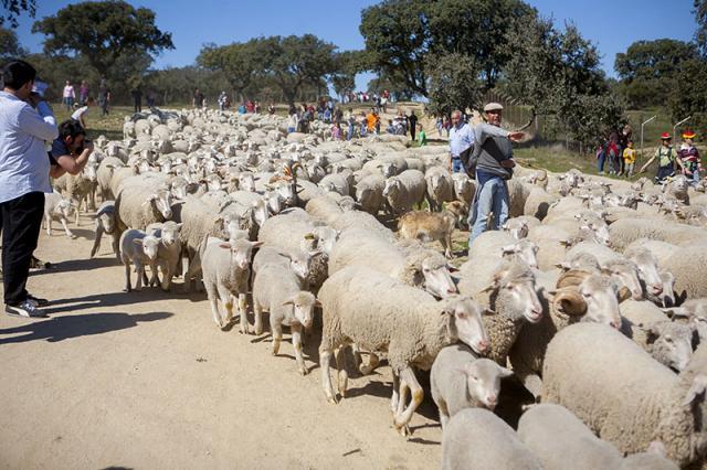 El Grupo Mixto solicitará al Ayuntamiento de Boadilla la creación del “Día de la trashumancia”
