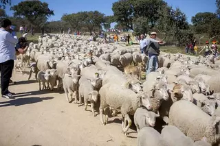 El Grupo Mixto solicitará al Ayuntamiento de Boadilla la creación del “Día de la trashumancia”