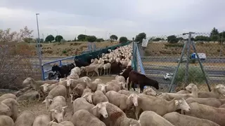 2.000 ovejas merinas pasan hoy por Boadilla, Municipio Amigo de la Trashumancia