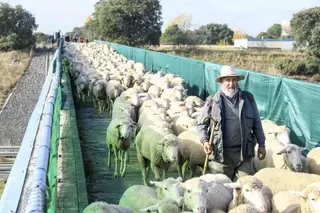 Las ovejas antiincendios estarán hasta el verano limpiando de forma natural zonas del monte de Boadilla