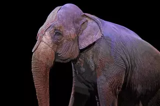Beatriz Martínez solicitará al Ayuntamiento la prohibición de instalar circos con animales salvajes en Boadilla