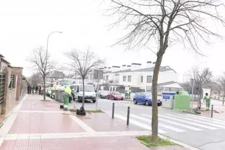 Comienza la campaña de reposición del arbolado viario en Boadilla del Monte
