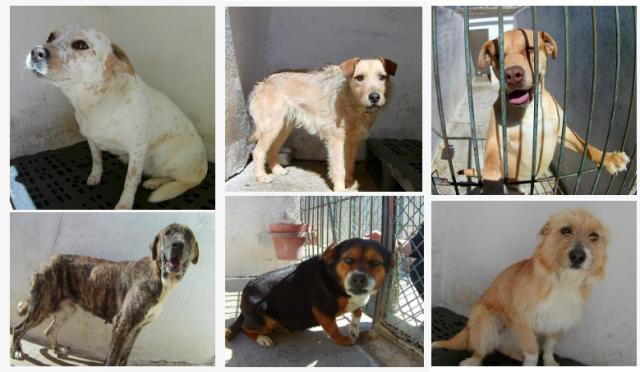 El Ayuntamiento anima a adoptar a las mascotas que se encuentran en el centro de recogida de animales
