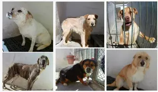 El Ayuntamiento anima a adoptar a las mascotas que se encuentran en el centro de recogida de animales