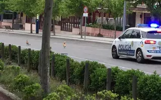 La Policía Local de Boadilla rescata a una familia de patos desorientados